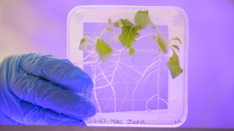 Lettuce grown in spaceflight conditions. 