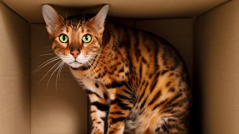 Schrödinger's cat in a box