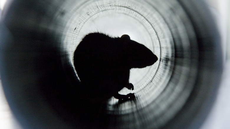 A rat in a pipe