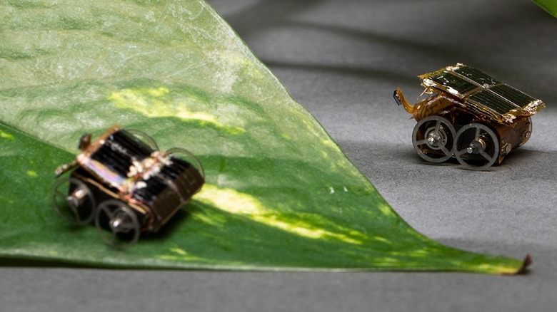 MilliMobile robot on leaf.