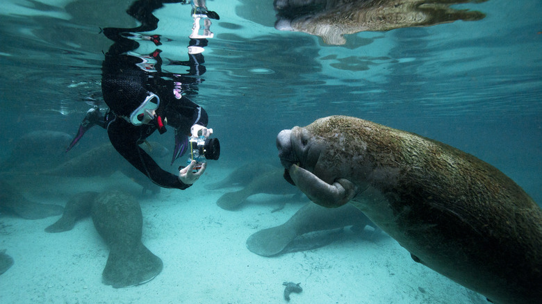 Person taking underwater picture of manatee