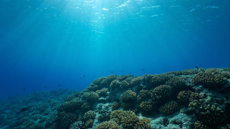 Coral reef on ocean floor