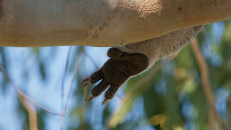 a koala's rear foot