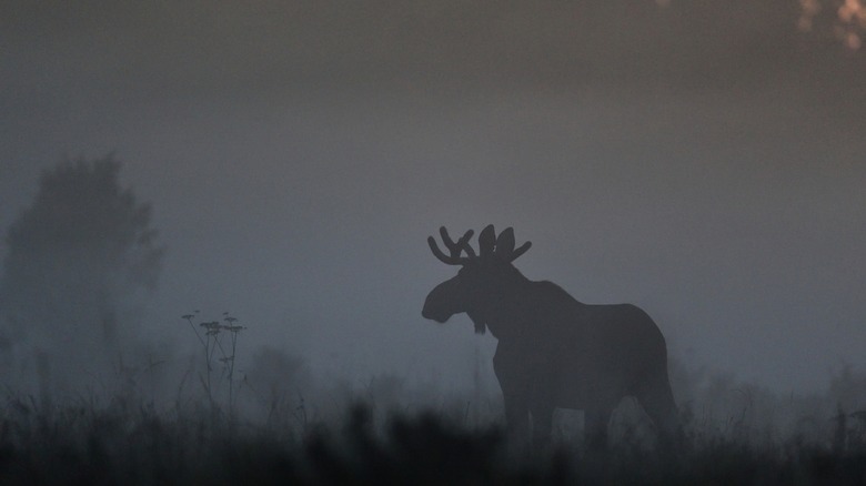moose in the mist at twilight