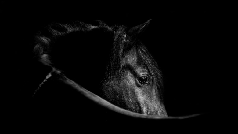 Andalusian horse