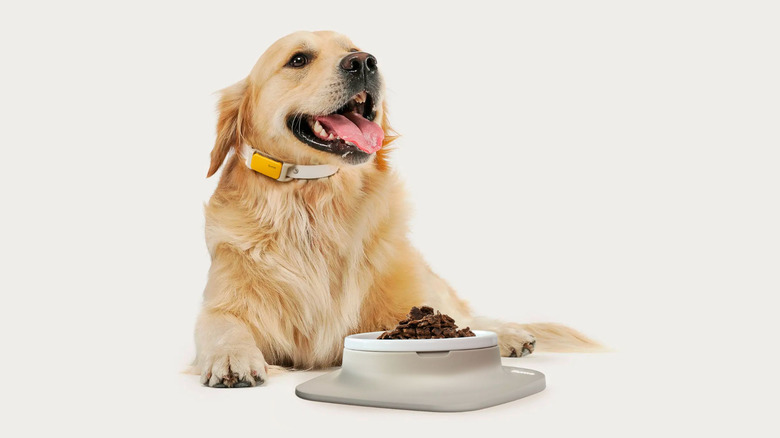 A dog feeding from the Ilume smart bowl.