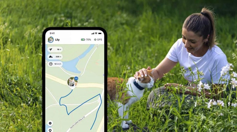 Cat and owner in field