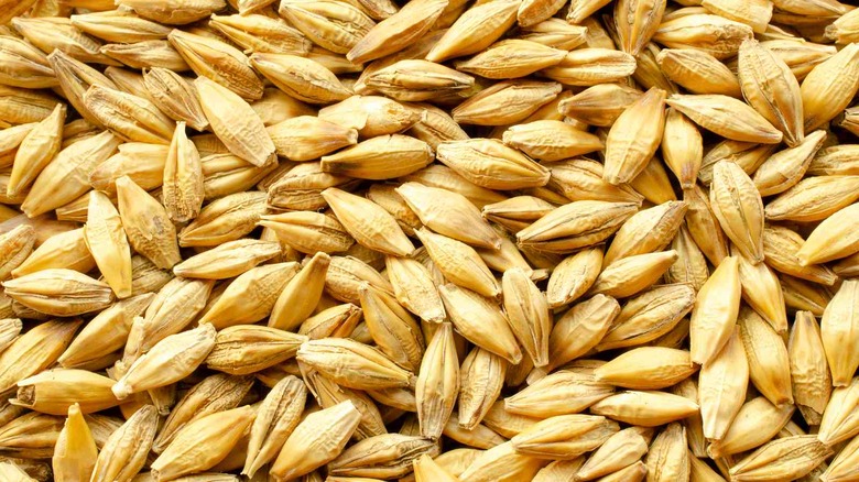 Barley grains