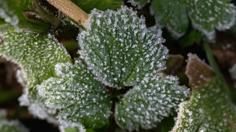 Close up of frost crystals on leaves.