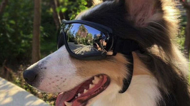 NVTED Dog Goggles