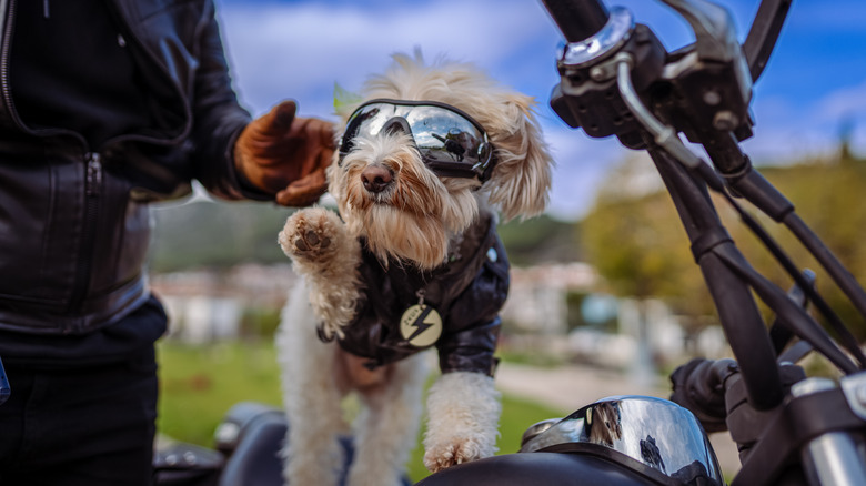 small dog on top of the motorcycle