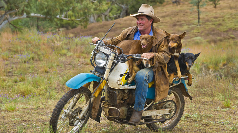 man driving motorcycle with three dogs