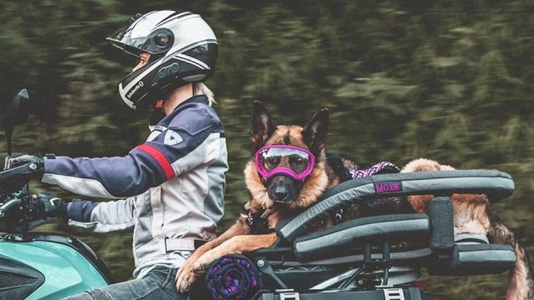 woman with Ruffly dog seat