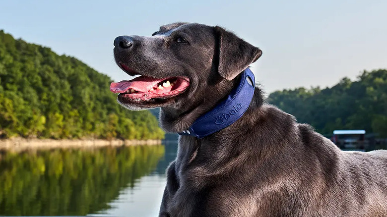 dog wearing Halo collar