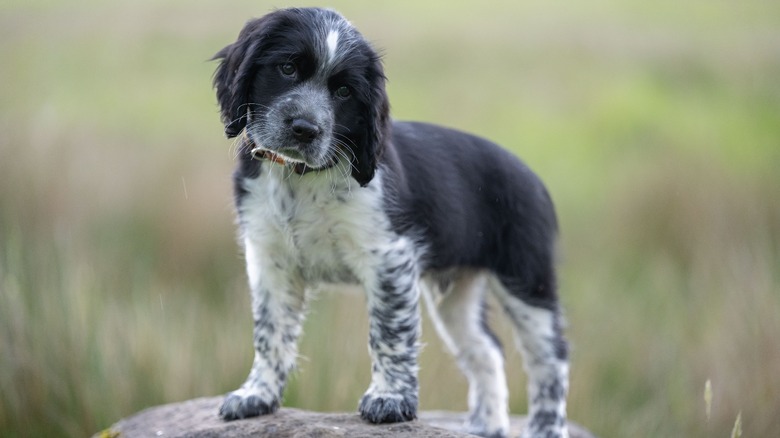 A puppy with an out of focus field in the background.