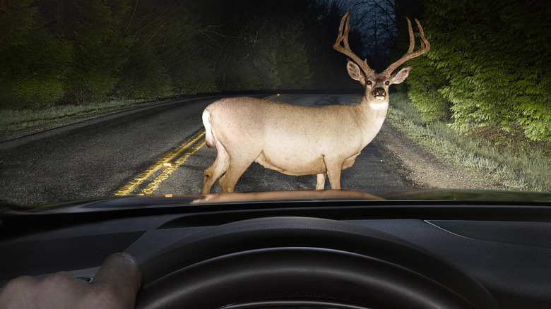 Vehicle Encountering A Deer In The Road At Night