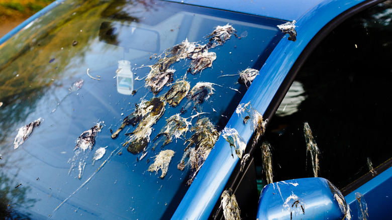 car with bird poop