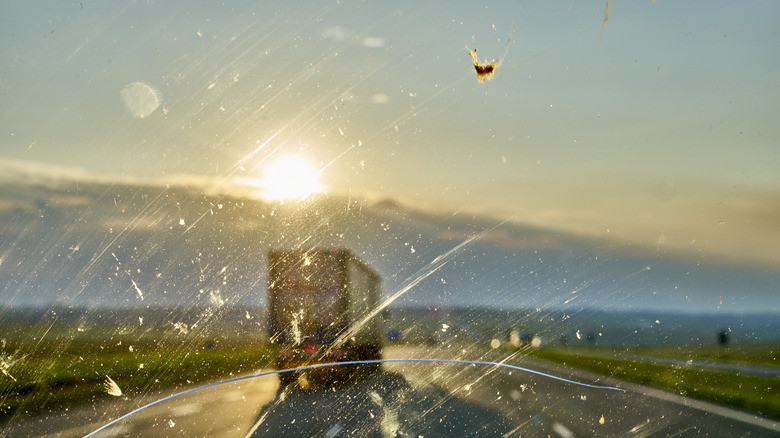 insect on windshield