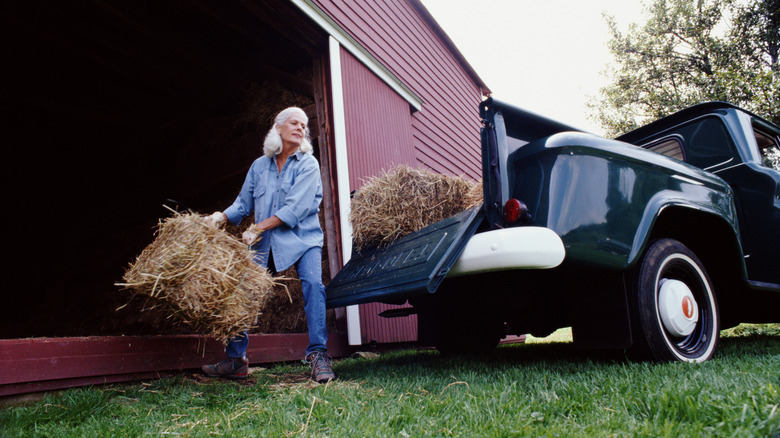 woman loading hay in the bed of a pickup