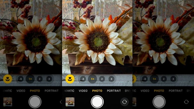 The iPhone macro mode flower icon, at lower right, while the camera is taking a picture of a flower