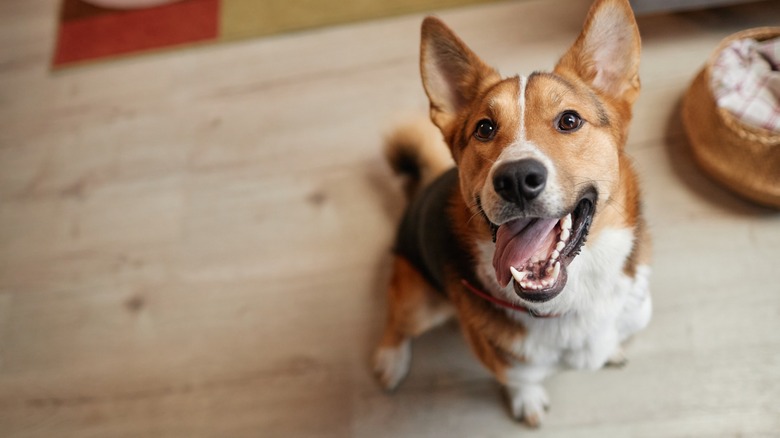 Smiling dog posing for camera.