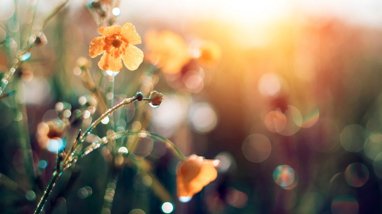 photographs of flowers with a shallow depth of field