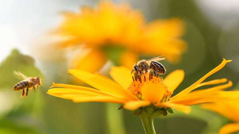 Macro shot of bees