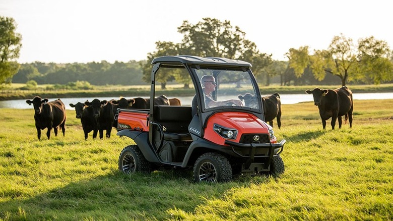 Kubota RTV520 drives past cows