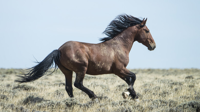 A Mustang running