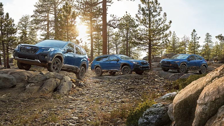 Three Subaru Wilderness vehicles parked in the woods.