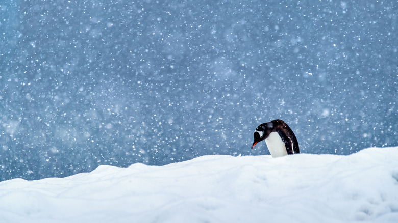 Penguin bathes in snowfall in Antarctica