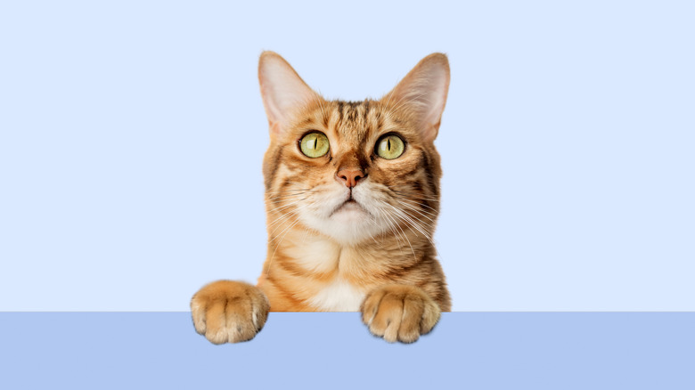 orange cat on blue transparent background