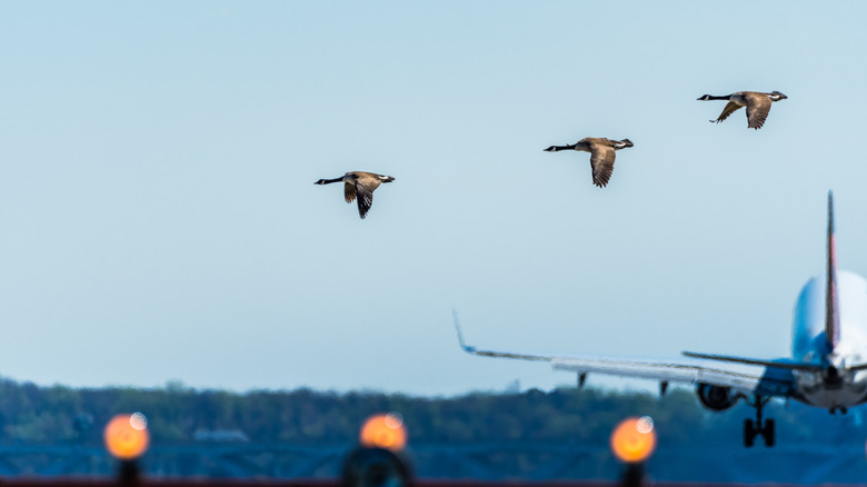 geese flying behind airplane