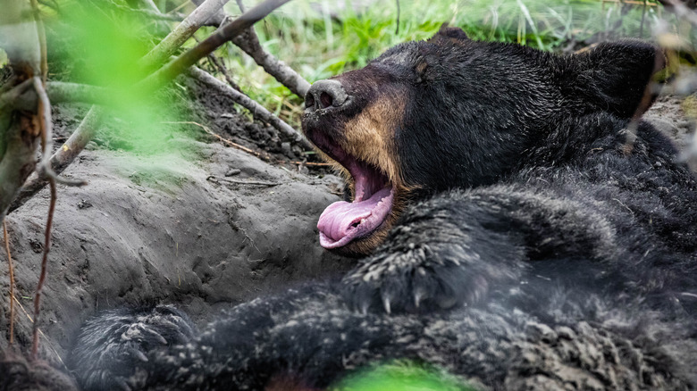 Hibernating bear yawning