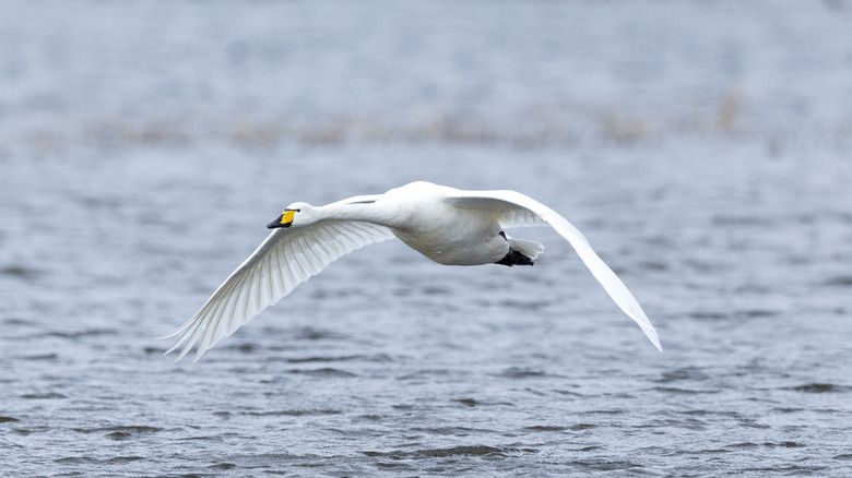 Bird flying with flapping wings