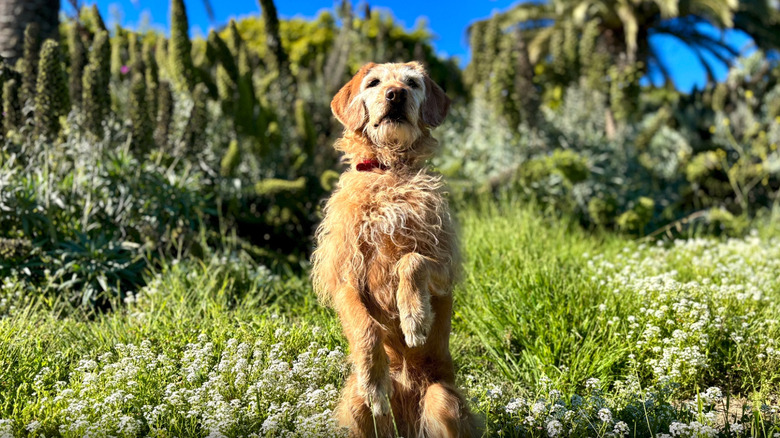 Apple featured an HDR photo of a dog