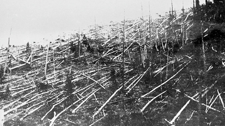 Fallen trees at Tunguska circa 1927