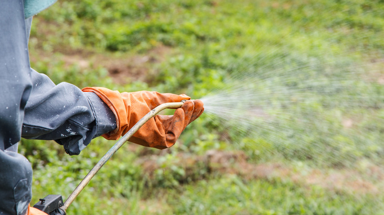 Spraying weed killer on lawn