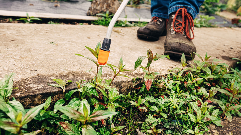 Spraying weed killer next to sidewalk