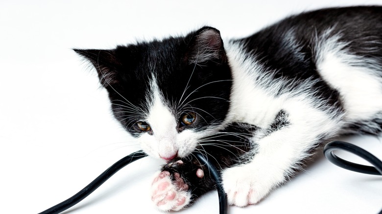 kitten chewing on a cable