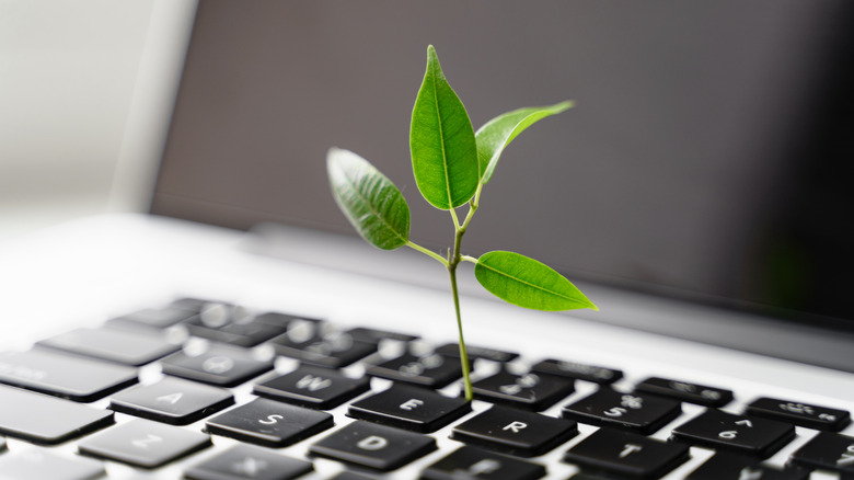 A sapling emerging from a Mac keyboard