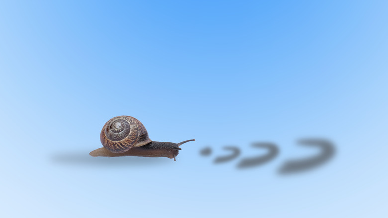 snail slpw wifi 