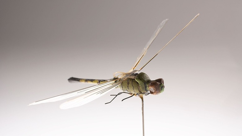 Dragonfly insectothopter