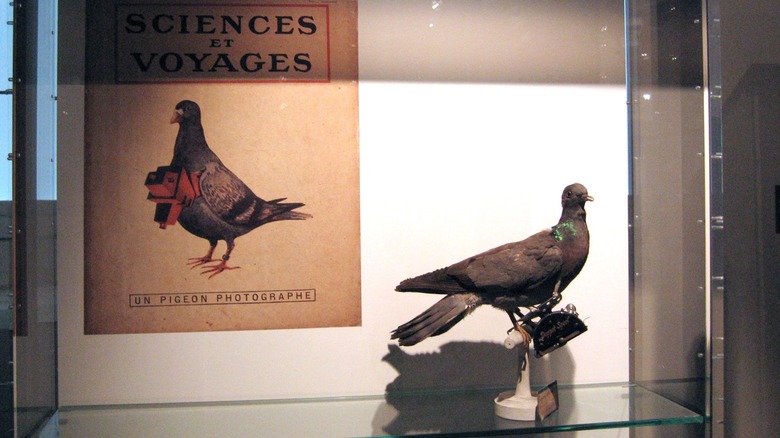 Pigeon camera museum display