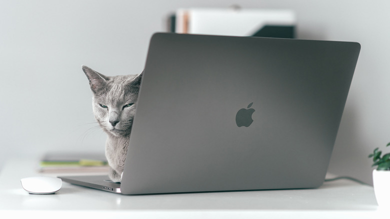 Cat sleeping on Macbook