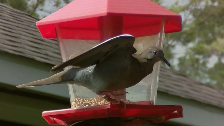 Bird on smart birdhouse