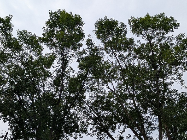 Trees and sky.