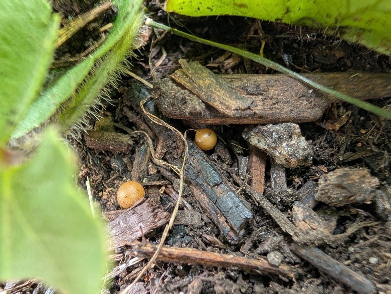 Seeds under the plant.