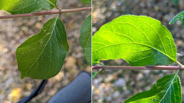 Two photos of a leaf