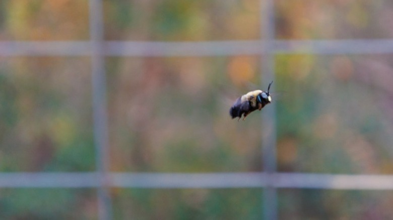 Bee in flight